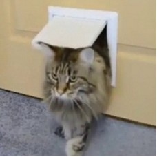 Дверца для кошек Котоход, белый